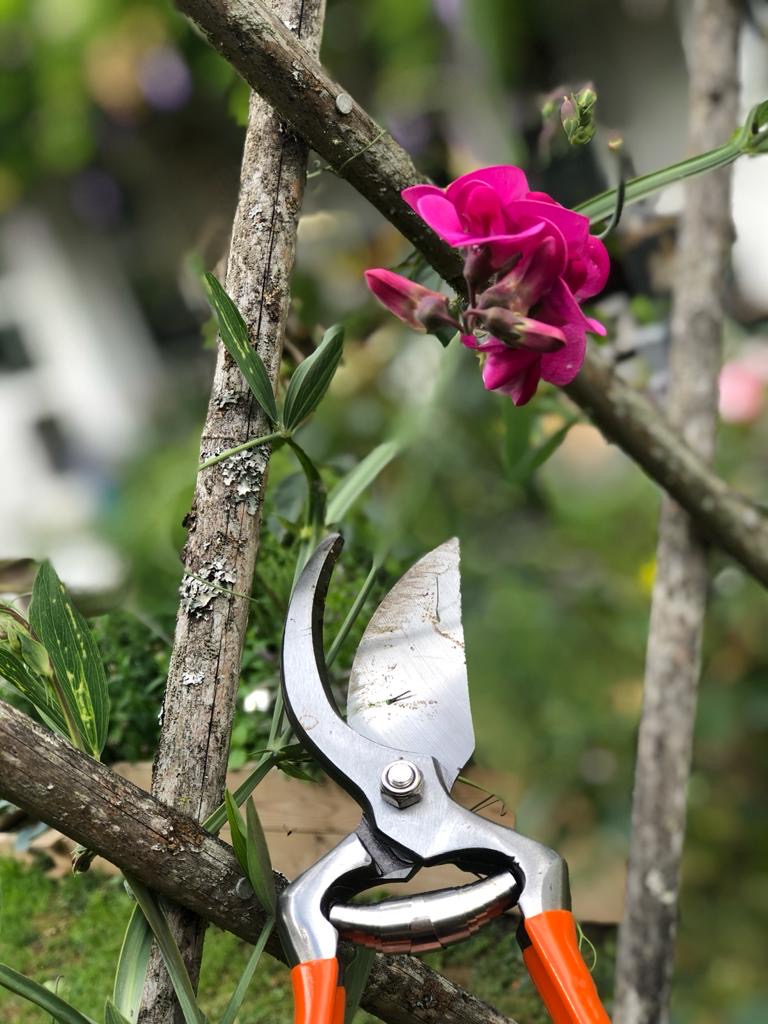 805-23pl_pruning_flower2